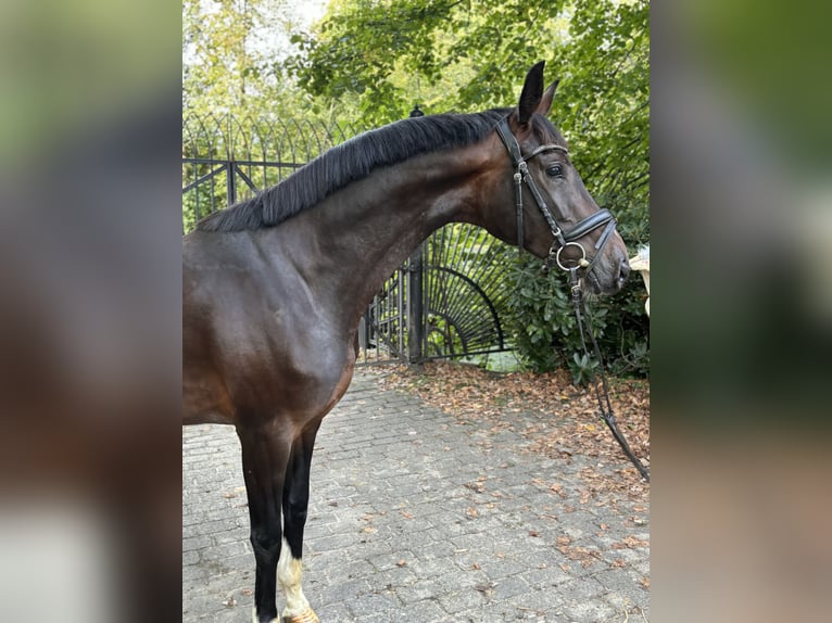 Hannoveraan Merrie 3 Jaar 164 cm Bruin in Heiligenstedten