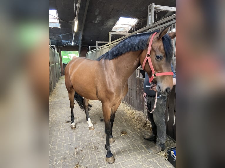 Hannoveraan Merrie 3 Jaar 164 cm Bruin in Visbek