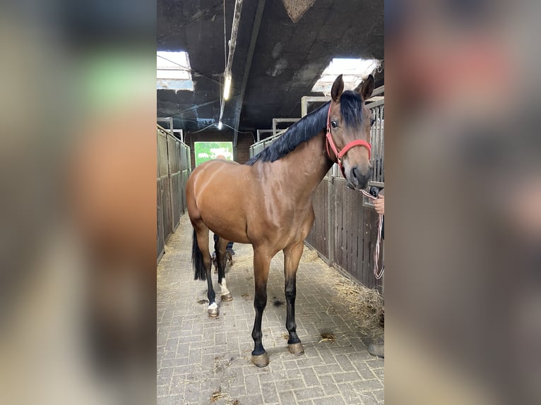 Hannoveraan Merrie 3 Jaar 164 cm Bruin in Visbek
