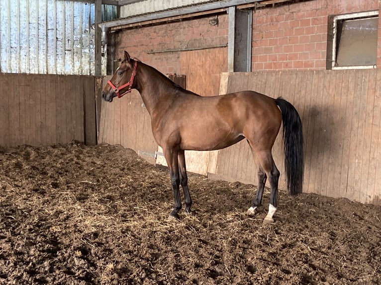 Hannoveraan Merrie 3 Jaar 164 cm Bruin in Visbek