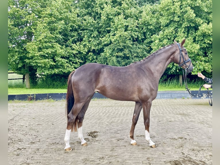 Hannoveraan Merrie 3 Jaar 164 cm Donkere-vos in Rees