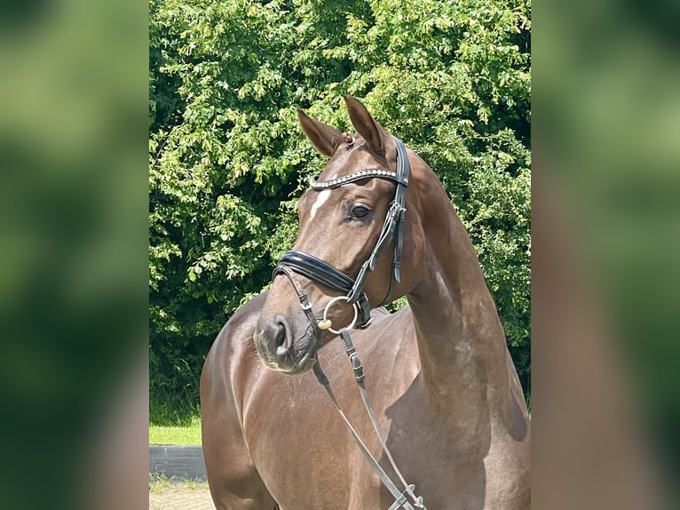 Hannoveraan Merrie 3 Jaar 164 cm Donkere-vos in Rees