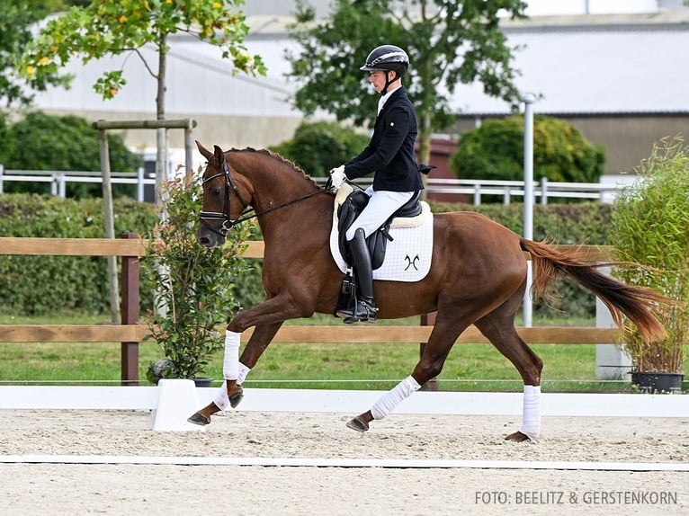 Hannoveraan Merrie 3 Jaar 164 cm Donkere-vos in Verden