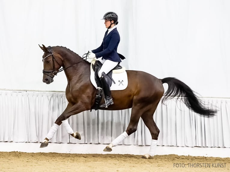 Hannoveraan Merrie 3 Jaar 164 cm Donkere-vos in Verden