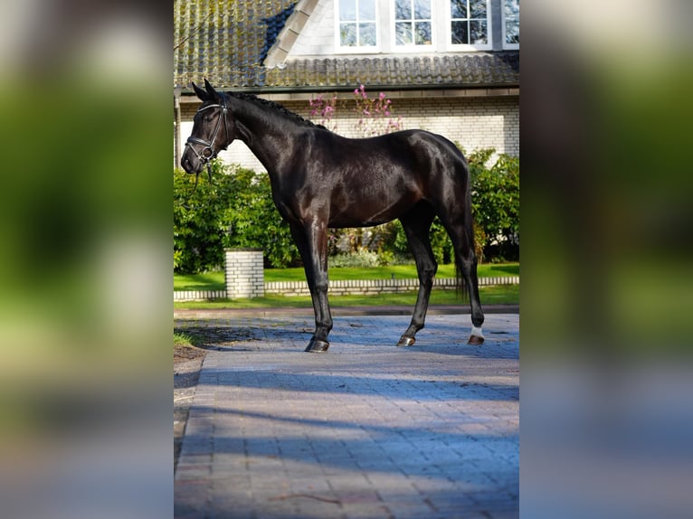 Hannoveraan Merrie 3 Jaar 164 cm Zwart in Dorsten