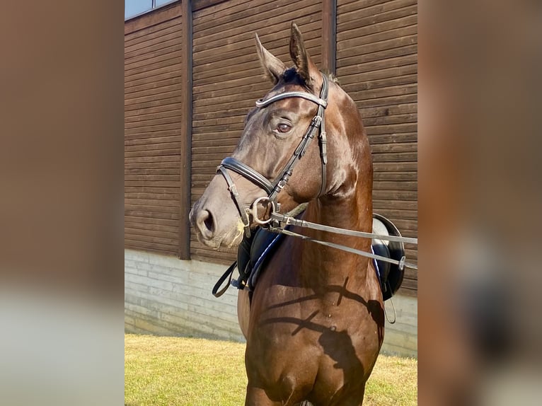 Hannoveraan Merrie 3 Jaar 164 cm Zwart in Drackenstein