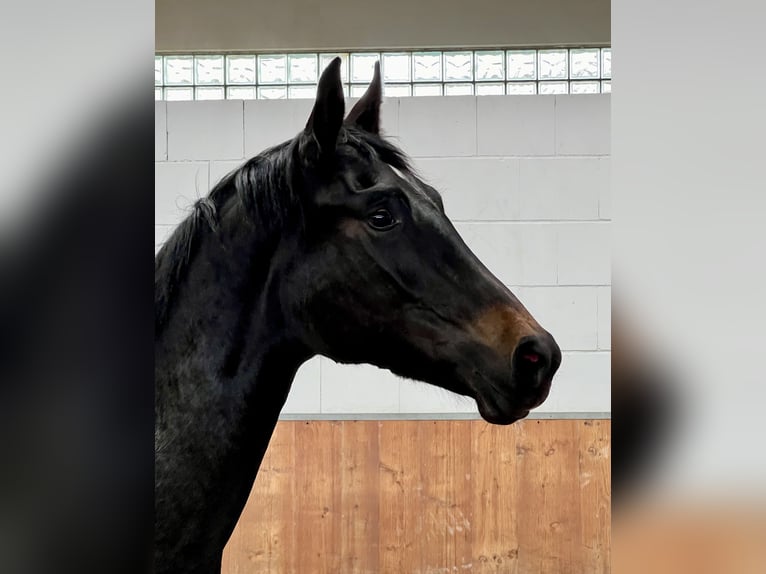 Hannoveraan Merrie 3 Jaar 164 cm Zwartbruin in Rees