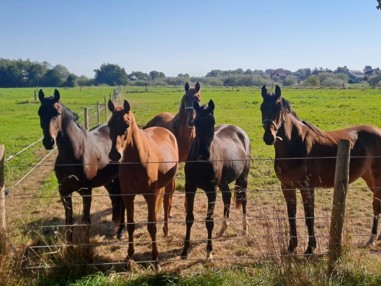 Hannoveraan Merrie 3 Jaar 165 cm Bruin in Rethem