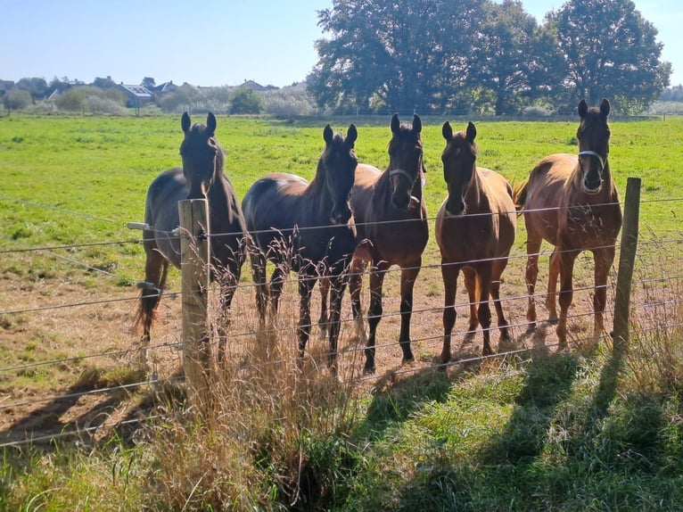 Hannoveraan Merrie 3 Jaar 165 cm Bruin in Rethem