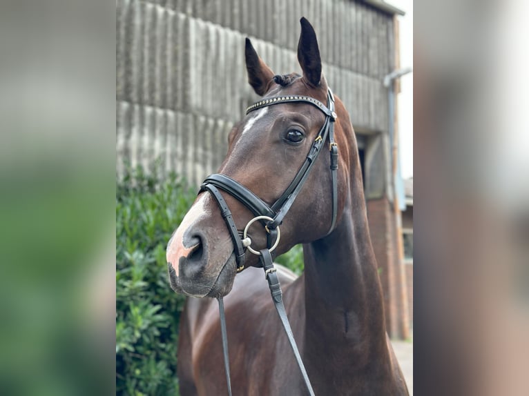 Hannoveraan Merrie 3 Jaar 165 cm Bruin in Weyhe