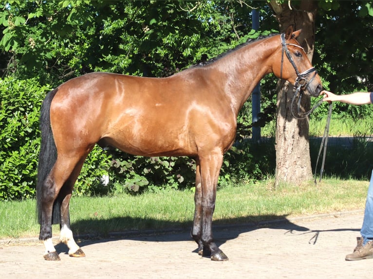 Hannoveraan Merrie 3 Jaar 165 cm Bruin in Selsingen