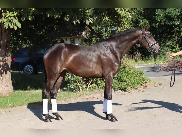 Hannoveraan Merrie 3 Jaar 165 cm Bruin in Selsingen