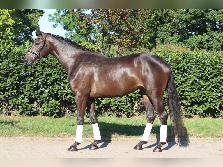 Hannoveraan Merrie 3 Jaar 165 cm Bruin in Selsingen