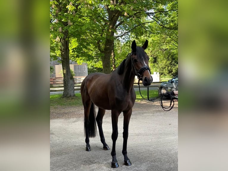 Hannoveraan Merrie 3 Jaar 165 cm Bruin in Bülstedt