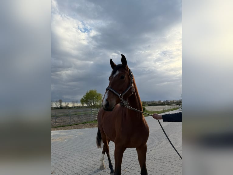Hannoveraan Merrie 3 Jaar 165 cm Bruin in Hockenheim