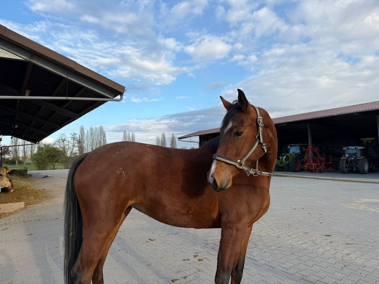 Hannoveraan Merrie 3 Jaar 165 cm Bruin in Hockenheim