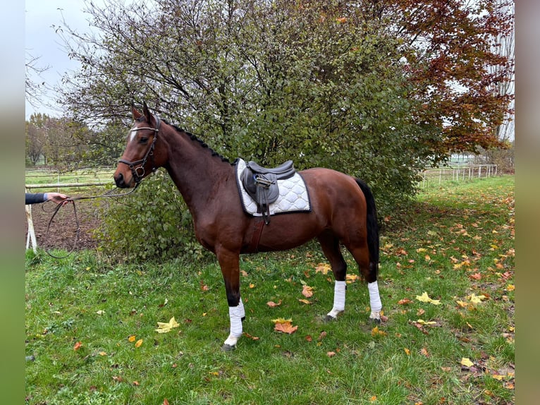 Hannoveraan Merrie 3 Jaar 165 cm Bruin in Altenstadt