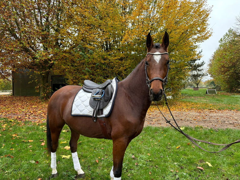 Hannoveraan Merrie 3 Jaar 165 cm Bruin in Altenstadt