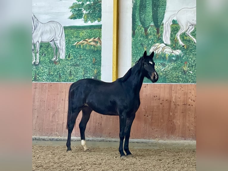 Hannoveraan Merrie 3 Jaar 165 cm Donkerbruin in Rees