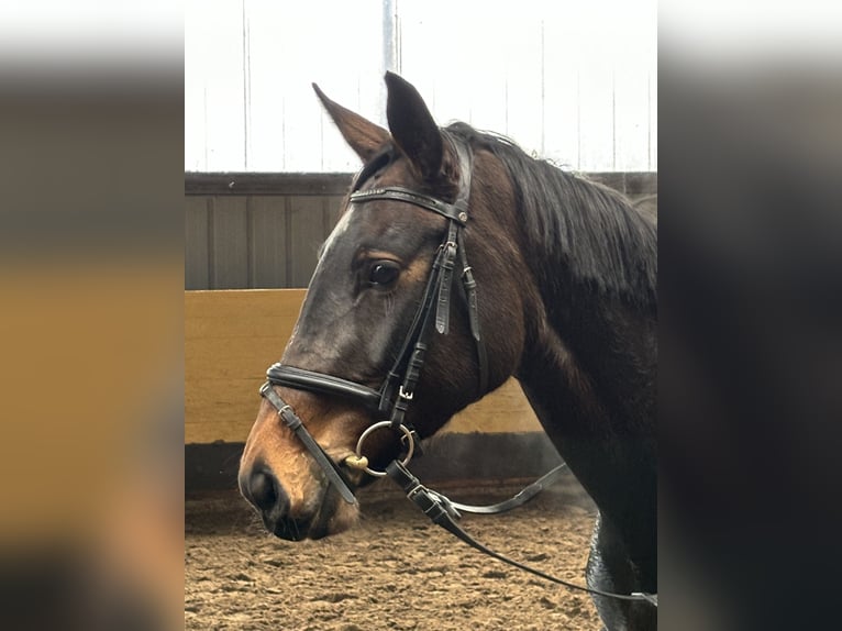 Hannoveraan Merrie 3 Jaar 165 cm Donkerbruin in Egestorf