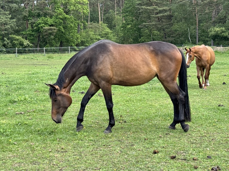 Hannoveraan Merrie 3 Jaar 165 cm Donkerbruin in Nienburg (Weser) Holtorf
