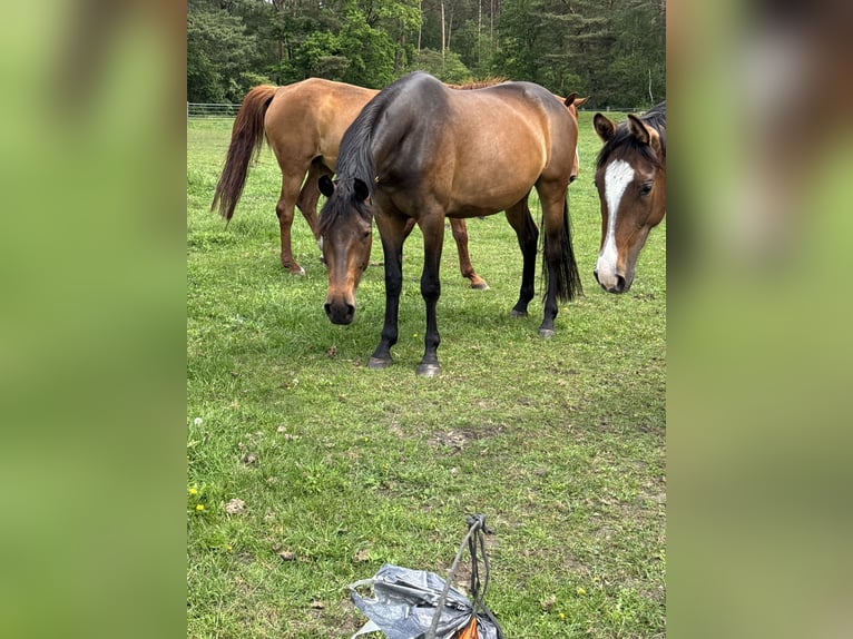 Hannoveraan Merrie 3 Jaar 165 cm Donkerbruin in Nienburg (Weser) Holtorf