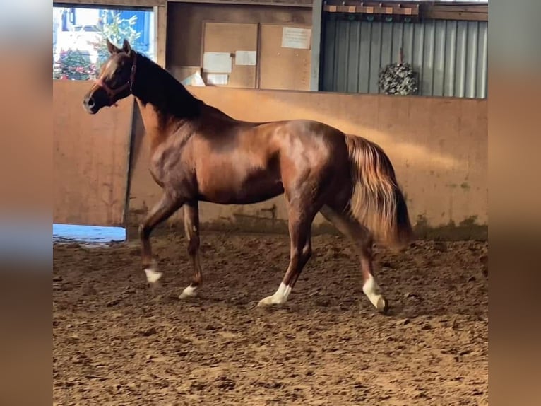 Hannoveraan Merrie 3 Jaar 165 cm Donkere-vos in Achim