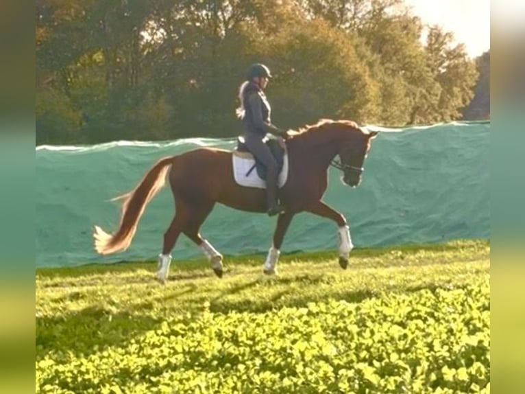 Hannoveraan Merrie 3 Jaar 165 cm Donkere-vos in Kirchlinteln Hannoveraan Merrie 3 Jaar 165 cm Donkere-vos in Kirchlinteln