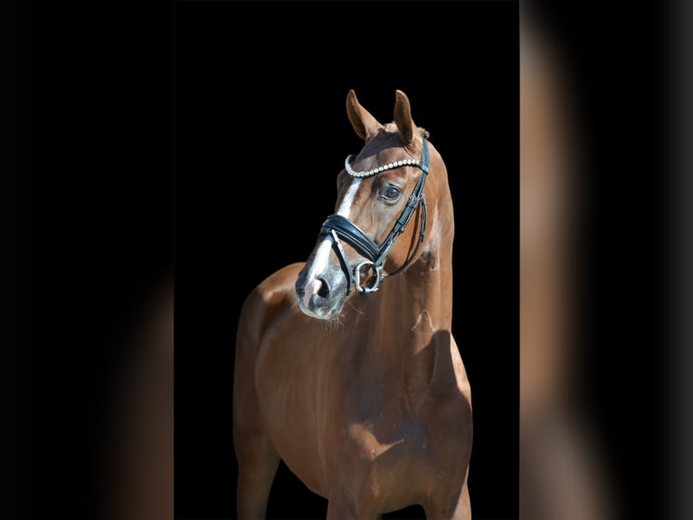 Hannoveraan Merrie 3 Jaar 165 cm Donkere-vos in Vechta