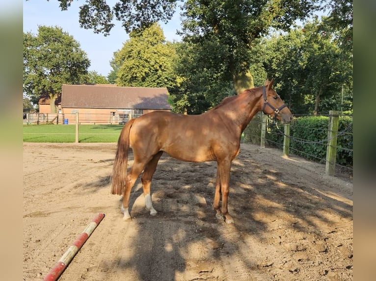 Hannoveraan Merrie 3 Jaar 165 cm Vos in Bückeburg Evesen