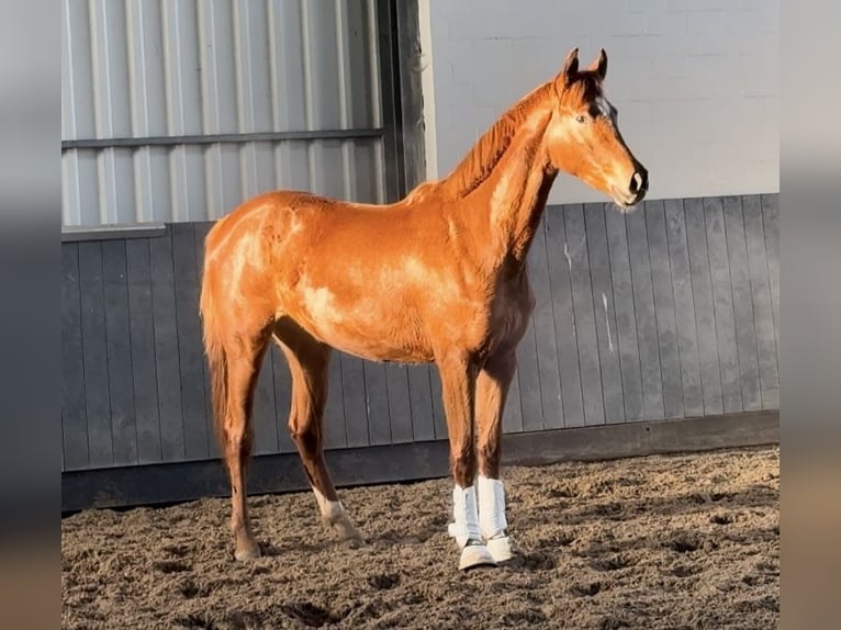 Hannoveraan Merrie 3 Jaar 165 cm Vos in Tiddische