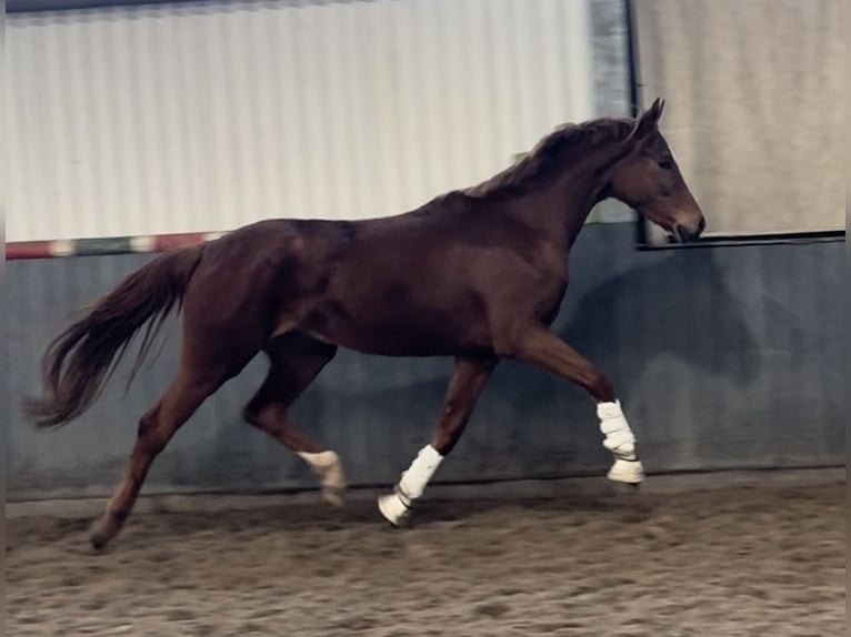 Hannoveraan Merrie 3 Jaar 165 cm Vos in Tiddische