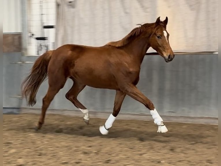 Hannoveraan Merrie 3 Jaar 165 cm Vos in Tiddische