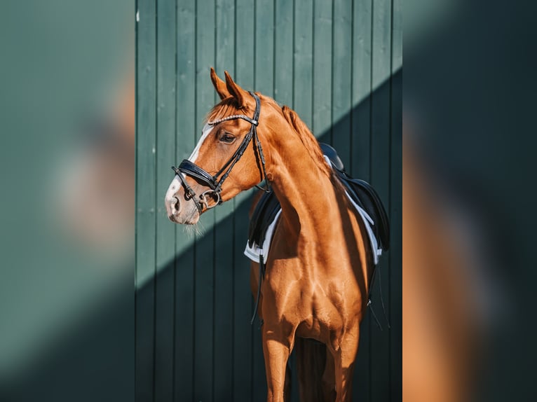 Hannoveraan Merrie 3 Jaar 165 cm Vos in Hesel