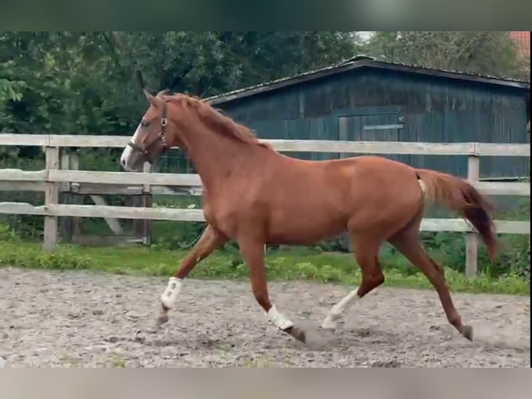 Hannoveraan Merrie 3 Jaar 165 cm Vos in Sprakensehl