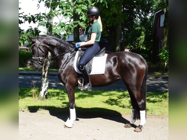 Hannoveraan Merrie 3 Jaar 165 cm Zwart in Fredenbeck