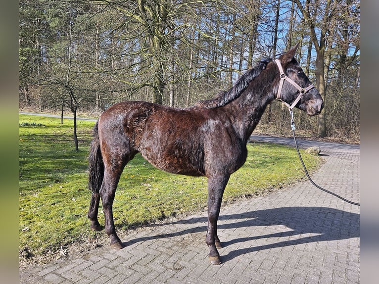 Hannoveraan Merrie 3 Jaar 165 cm Zwart in Herzlake