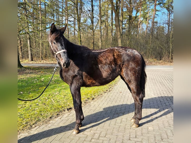 Hannoveraan Merrie 3 Jaar 165 cm Zwart in Herzlake