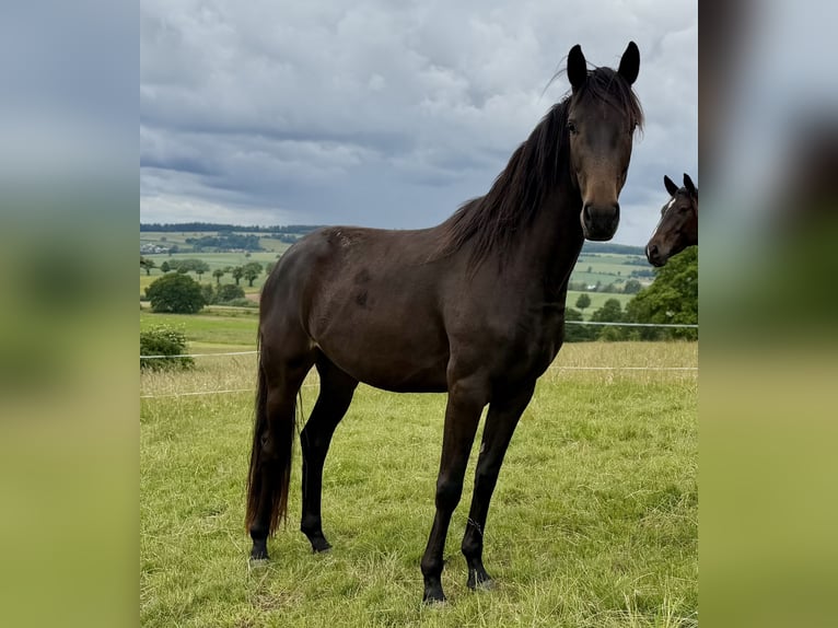 Hannoveraan Merrie 3 Jaar 165 cm Zwartbruin in Dransfeld