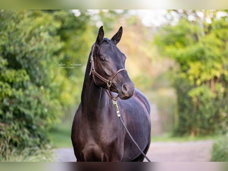 Hannoveraan Merrie 3 Jaar 165 cm Zwartbruin in Essenheim