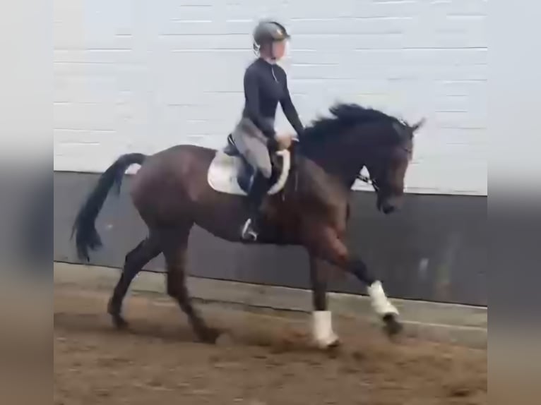 Hannoveraan Merrie 3 Jaar 166 cm Bruin in Hopsten