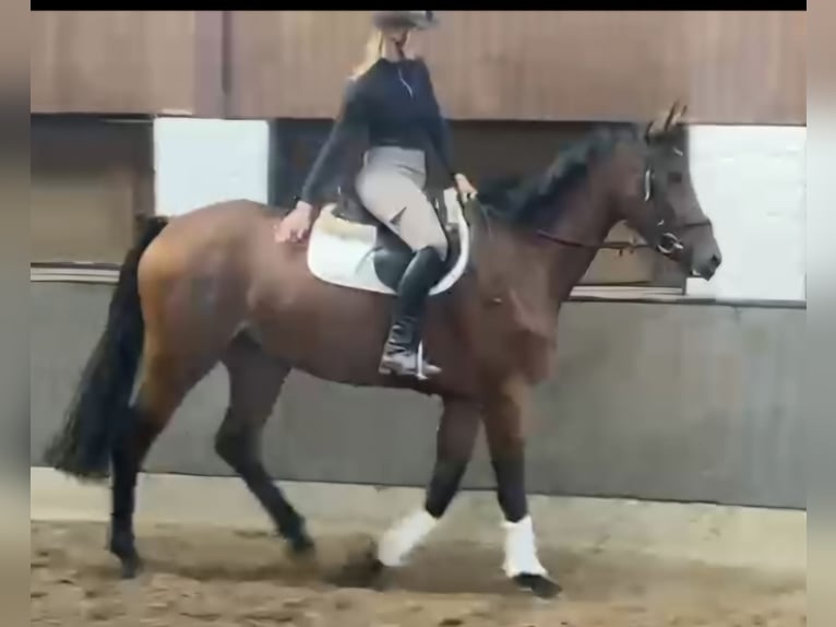 Hannoveraan Merrie 3 Jaar 166 cm Bruin in Hopsten