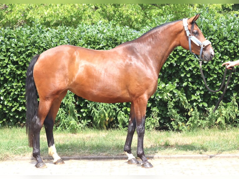 Hannoveraan Merrie 3 Jaar 166 cm Bruin in Selsingen