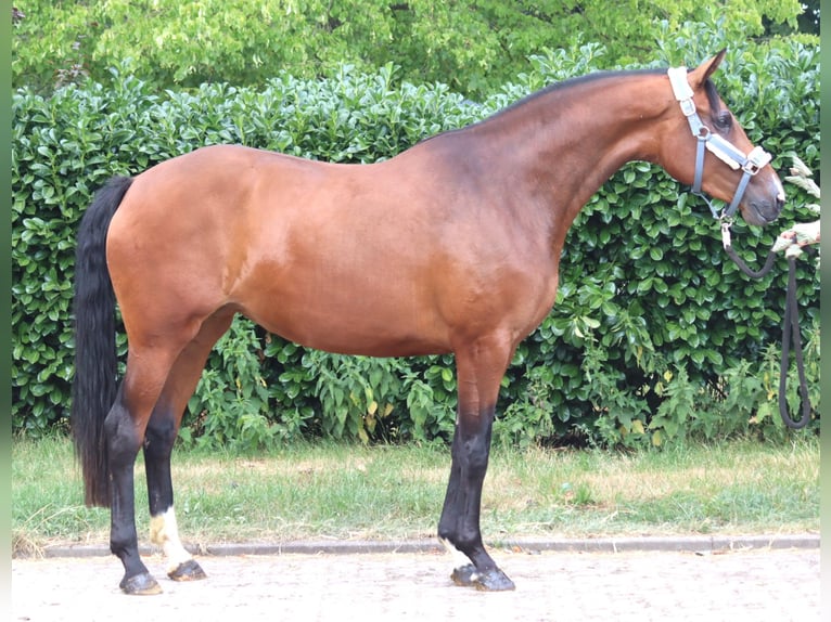 Hannoveraan Merrie 3 Jaar 166 cm Bruin in Selsingen