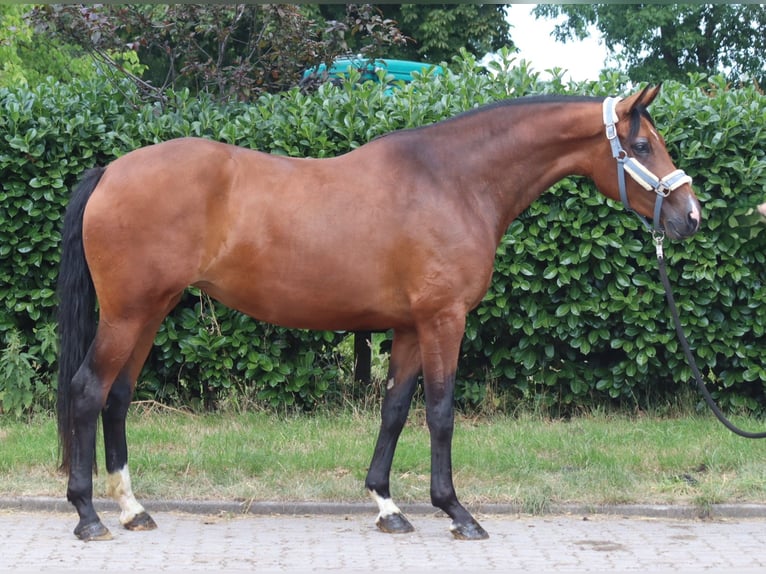 Hannoveraan Merrie 3 Jaar 166 cm Bruin in Selsingen