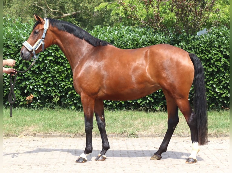 Hannoveraan Merrie 3 Jaar 166 cm Bruin in Selsingen