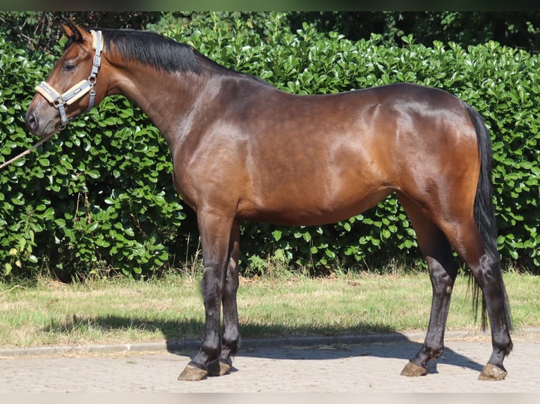 Hannoveraan Merrie 3 Jaar 166 cm Bruin in Selsingen