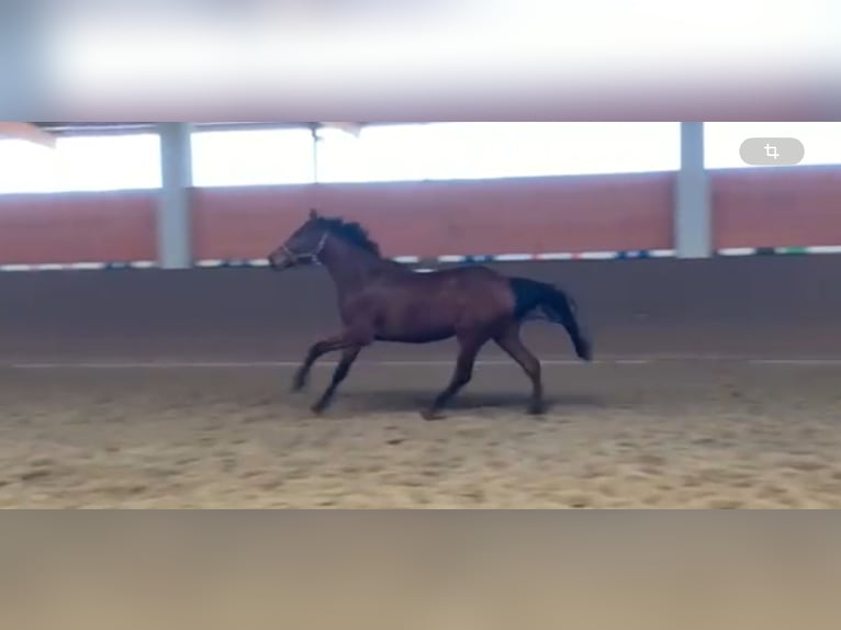 Hannoveraan Merrie 3 Jaar 166 cm Bruin in Langwedel