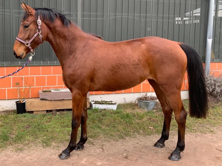 Hannoveraan Merrie 3 Jaar 166 cm Bruin in Langwedel