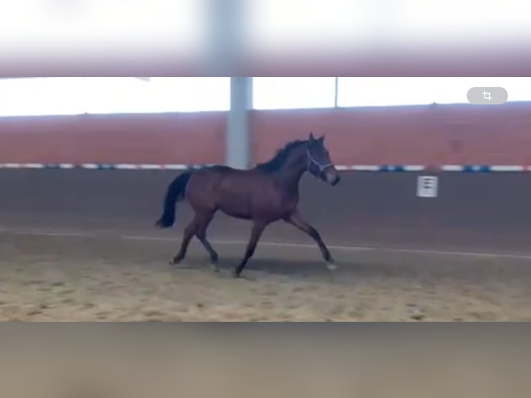 Hannoveraan Merrie 3 Jaar 166 cm Bruin in Langwedel